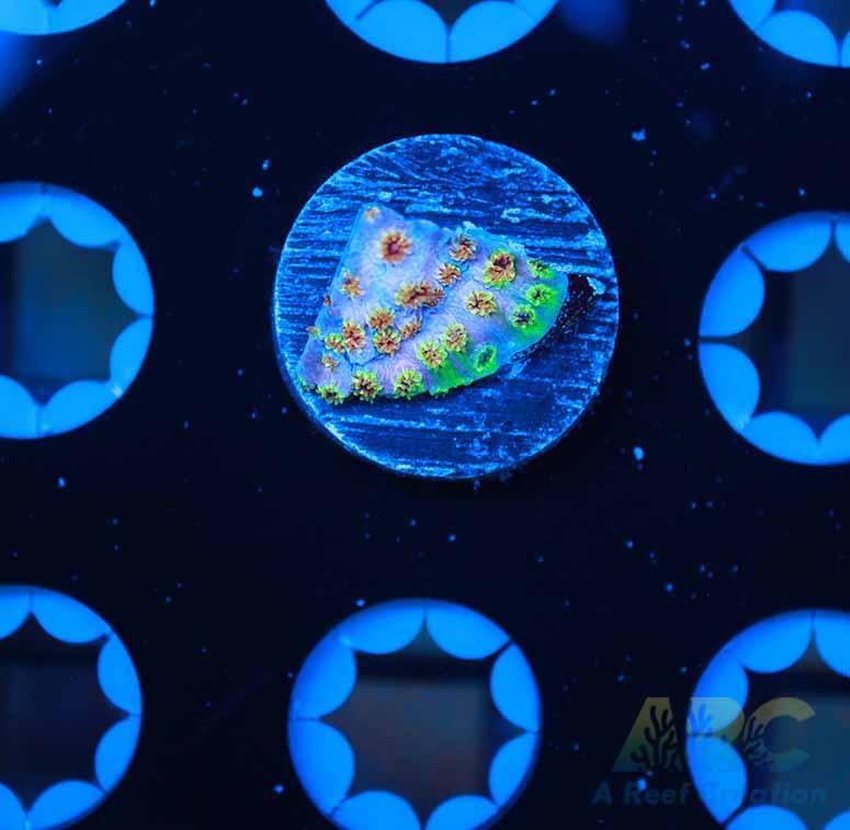 Skittles Bomb Cyphastrea