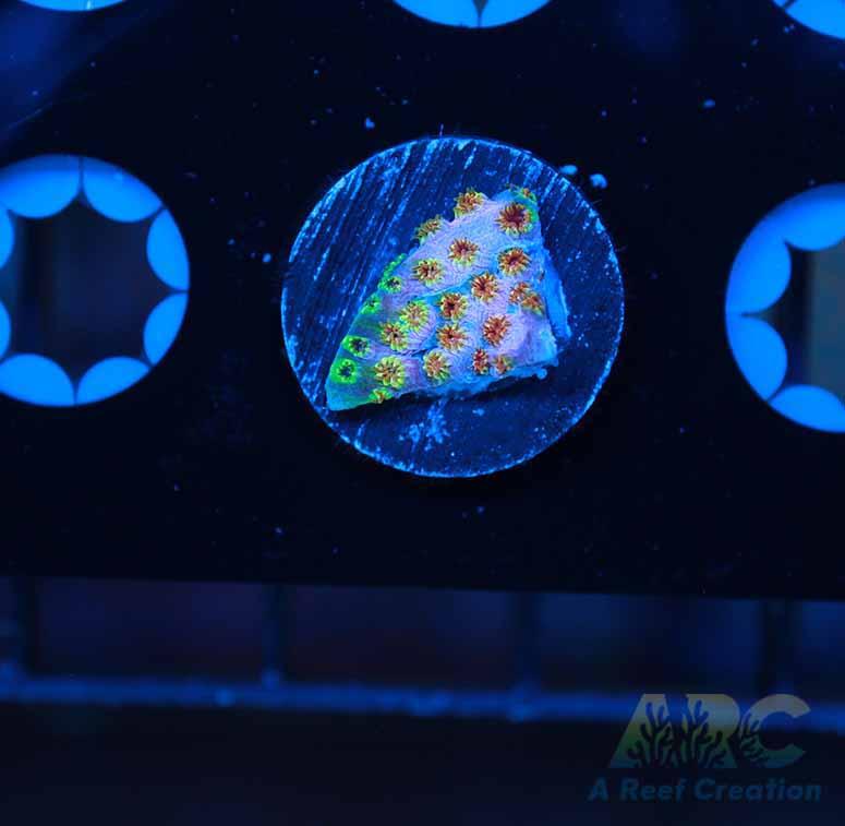 Skittles Bomb Cyphastrea