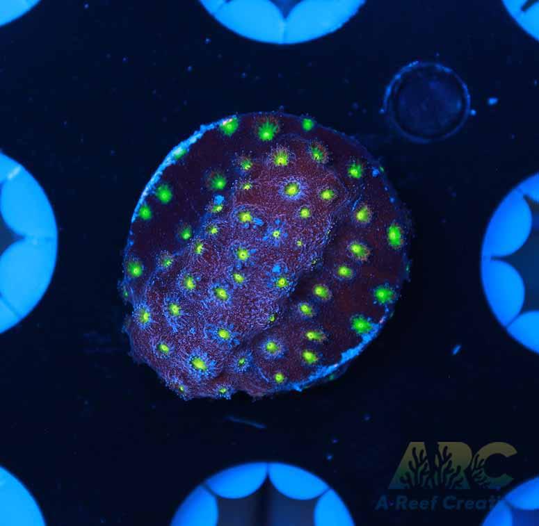 Bling Bling Cyphastrea