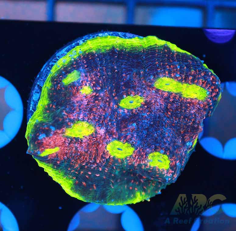 Nice Watermelon Chalice