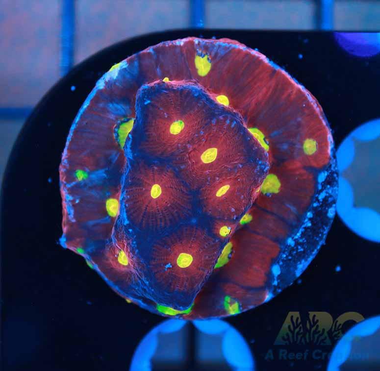 JF Toro Bravo Favities