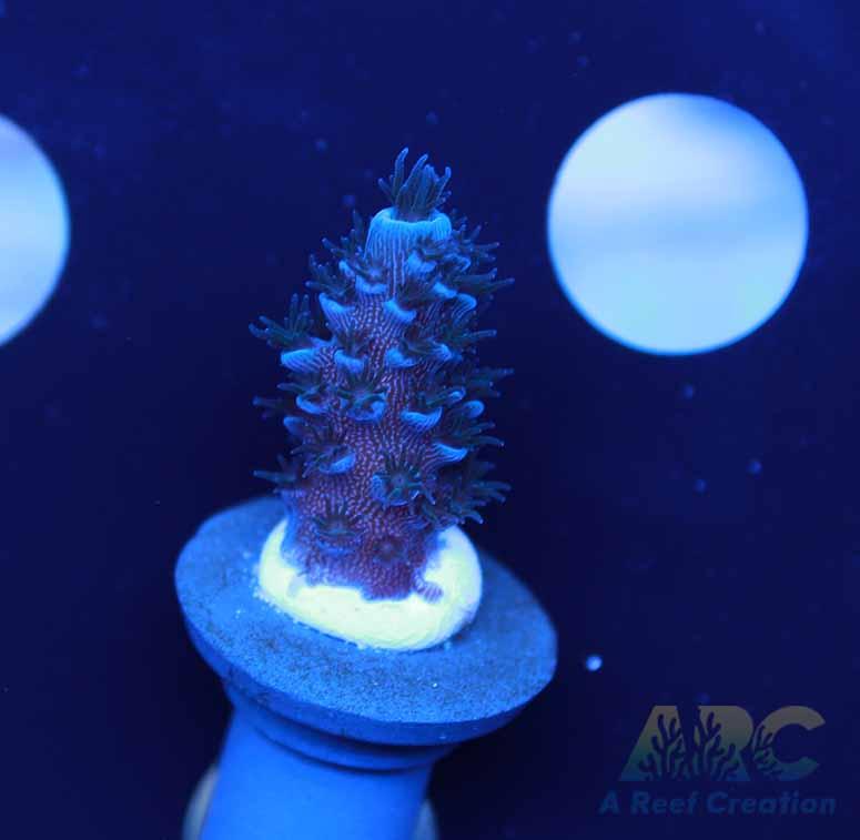 Tony's Cookie Monster Acro