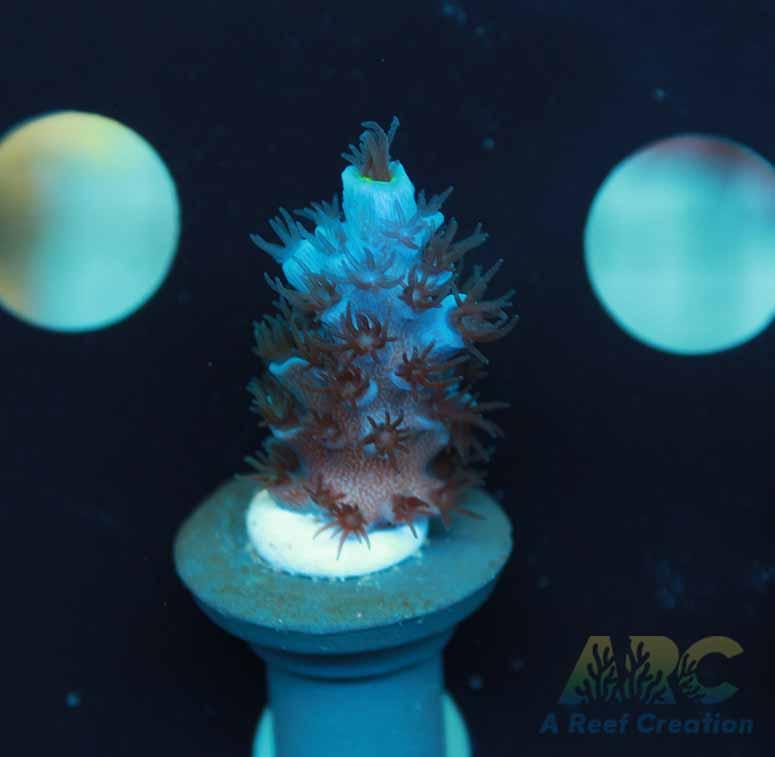 Tony's Cookie Monster Acro