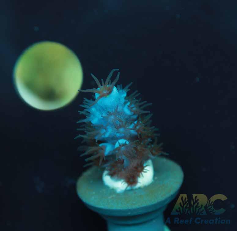 Tony's Cookie Monster Acro