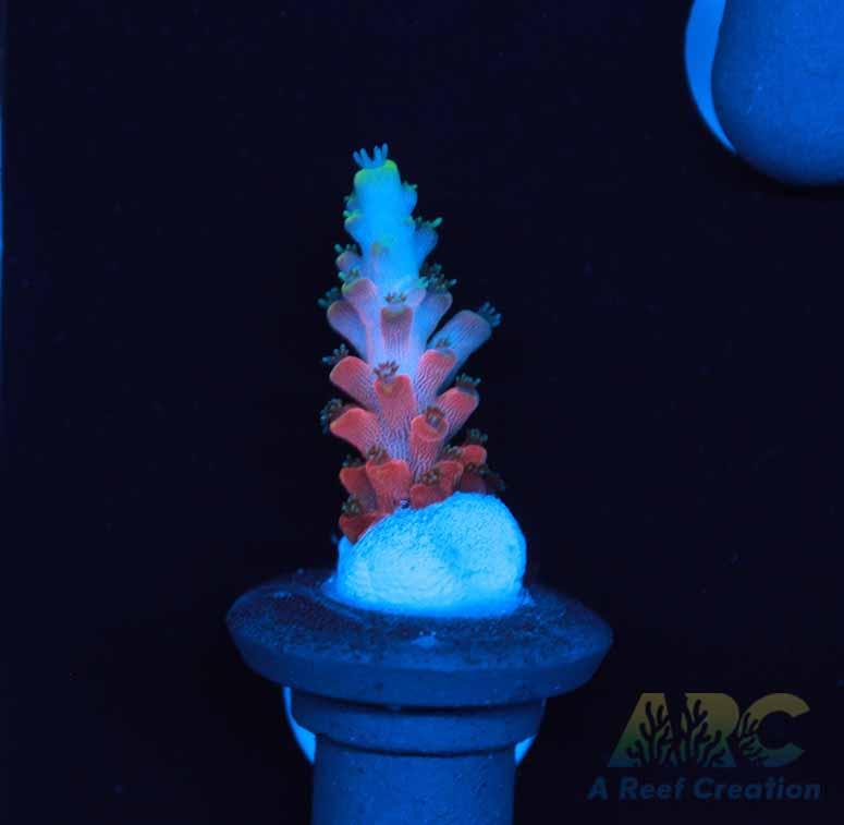 WWC Forgemaster Acro
