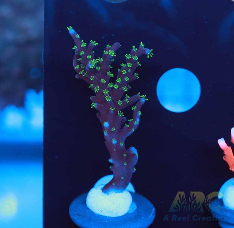 ARC Black Dragon Acro