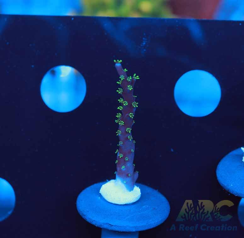 ARC Black Dragon Acro