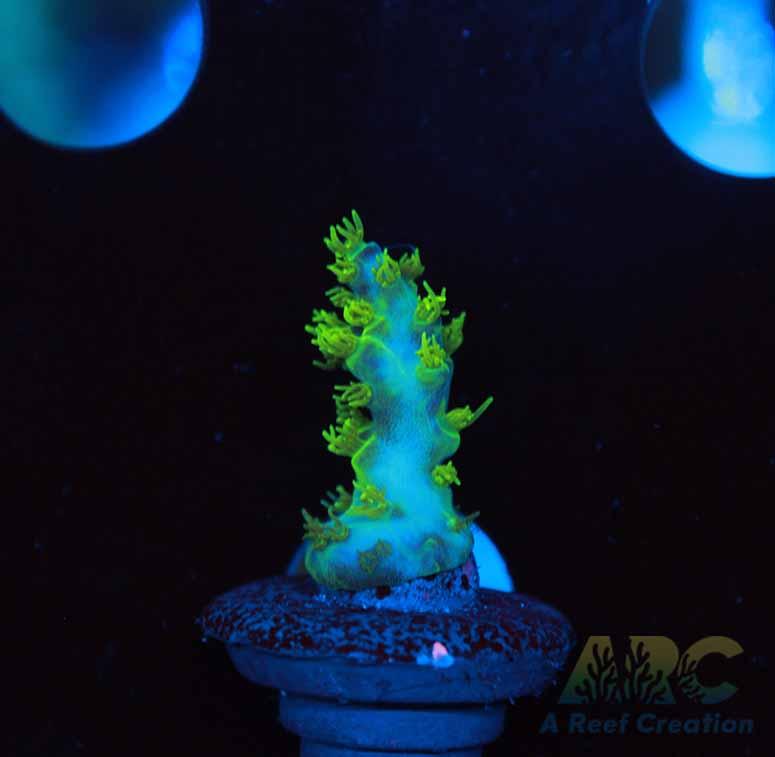 RRC Marvin the Martian