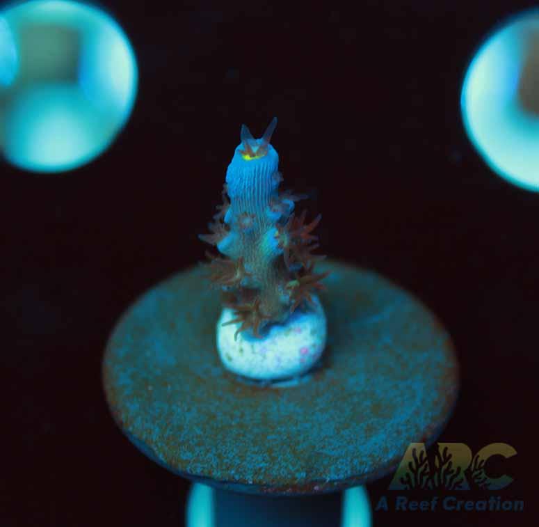 ARC Angry Birds Tenuis