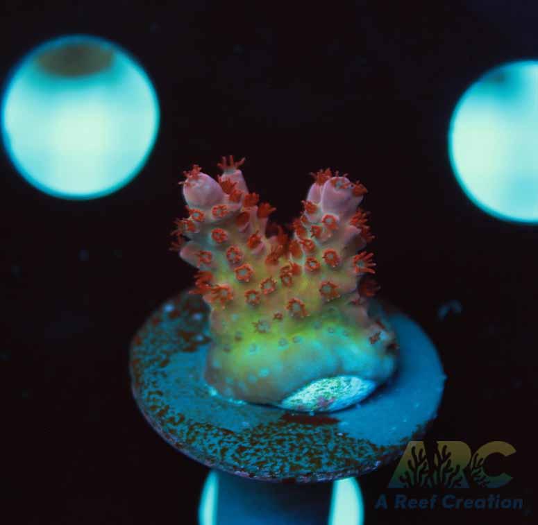 ARC Patrick Star Acro