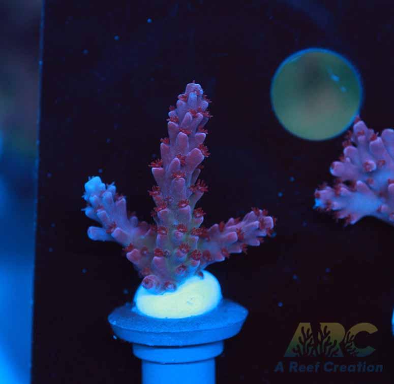 Sanjay's Concord Grape