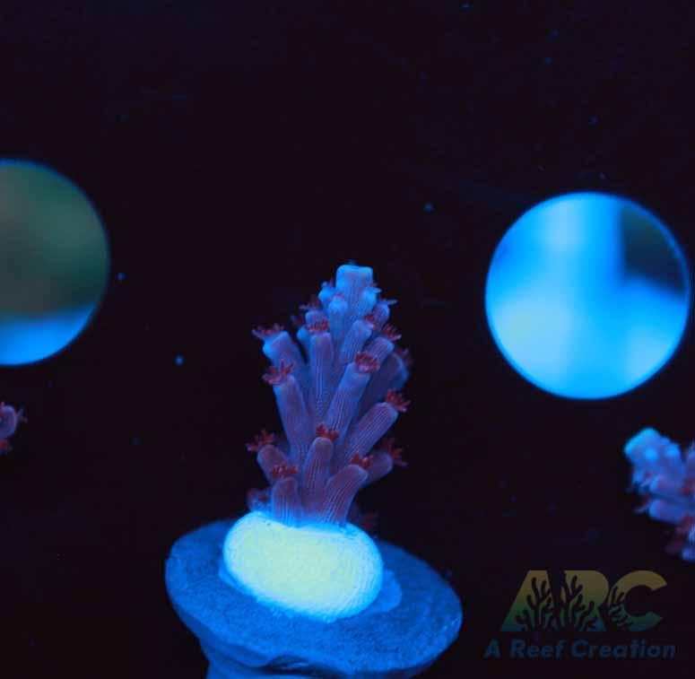 Sanjay's Concord Grape