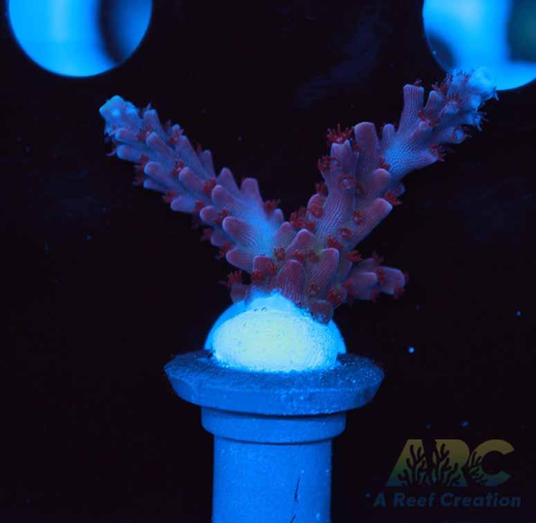 Sanjay's Concord Grape