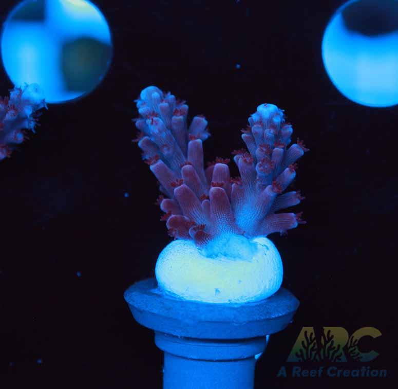 Sanjay's Concord Grape