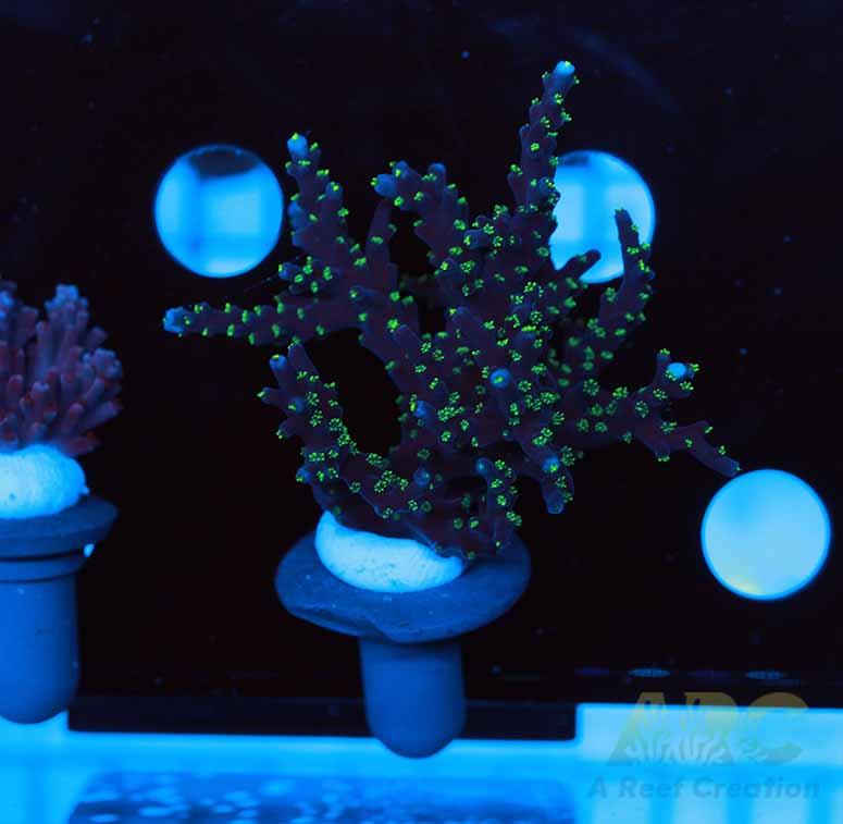 ARC Black Dragon Acro XL