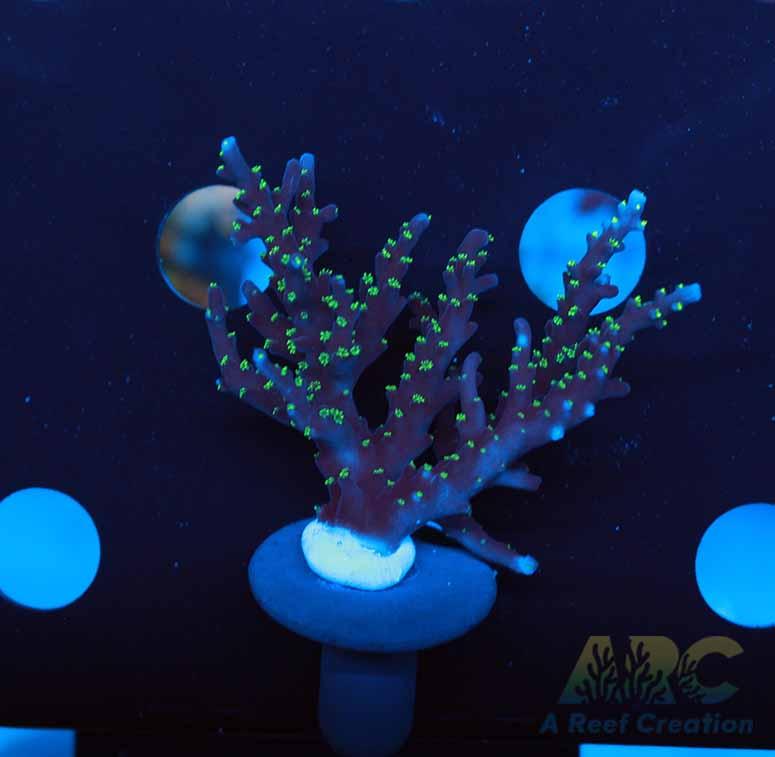 ARC Black Dragon Acro XL