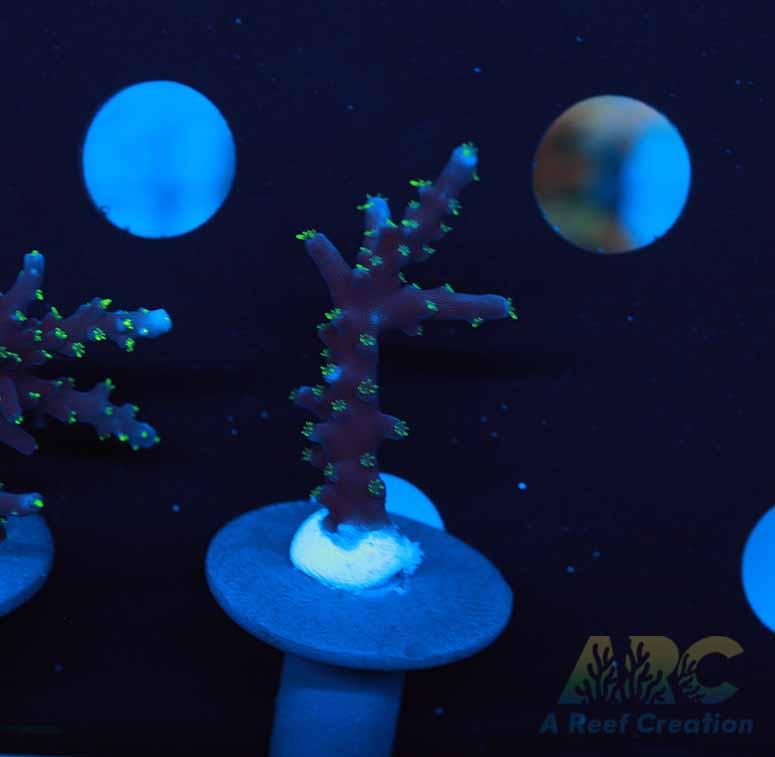 ARC Black Dragon Acro