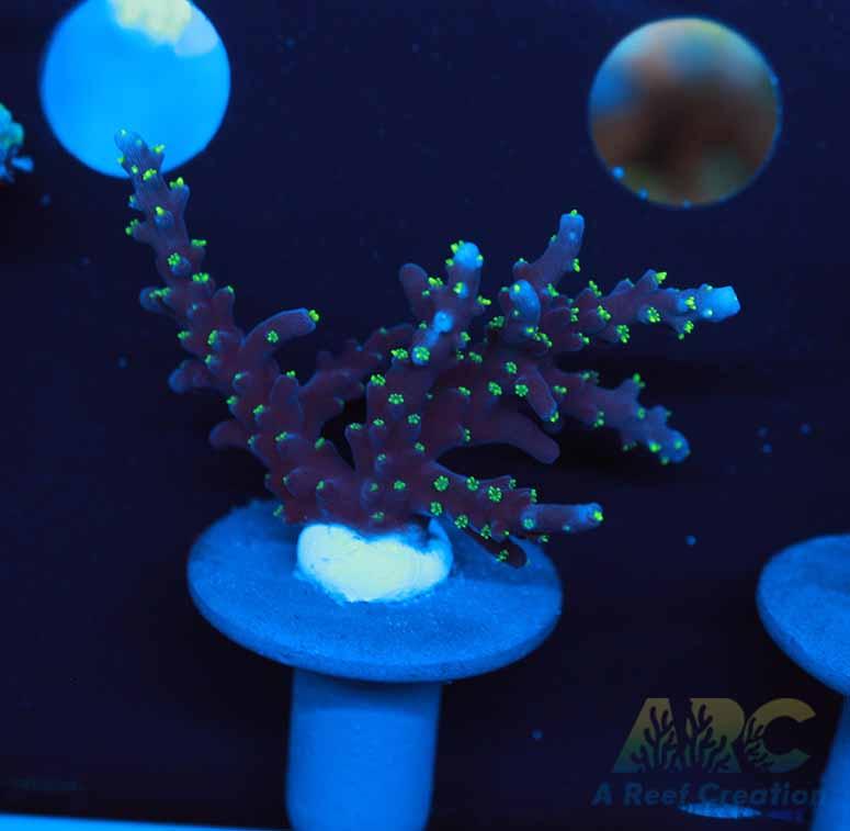 ARC Black Dragon Acro