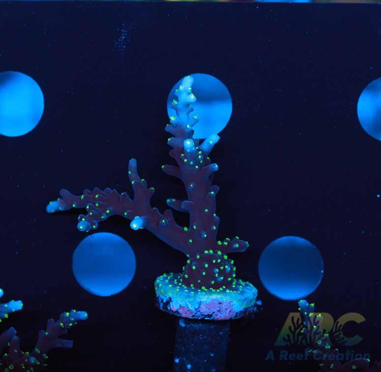 ARC Black Dragon Acro