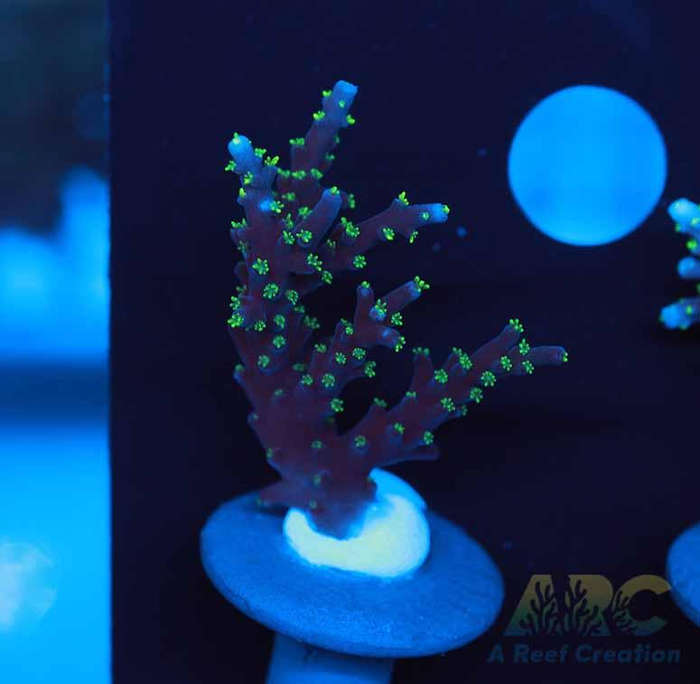 ARC Black Dragon Acro