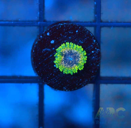 GB Golden Leopard Zoas
