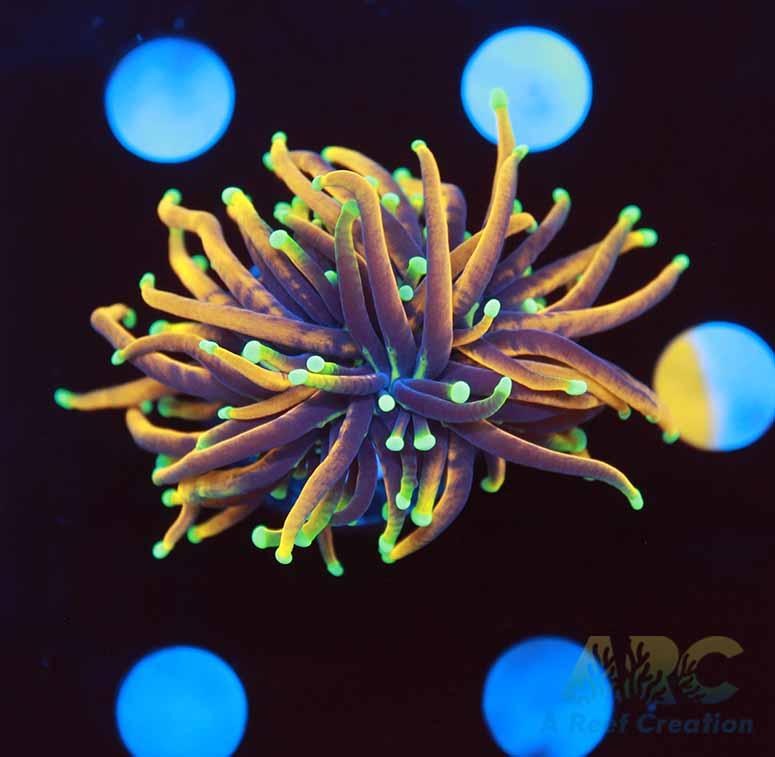 Dragon Soul Torch Splitting Head