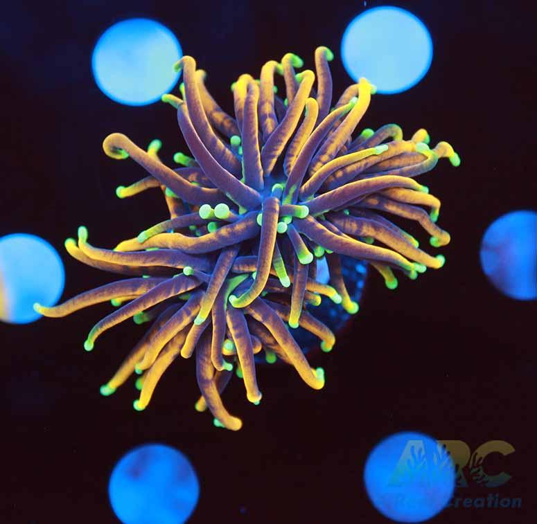 Dragon Soul Torch Splitting Head