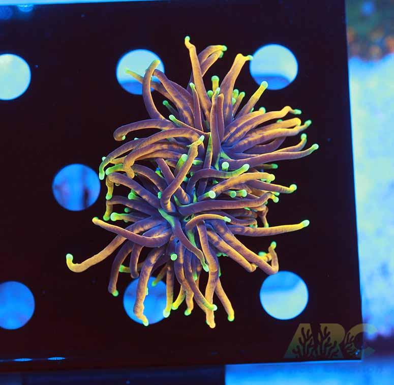 Dragon Soul Torch 2 Heads