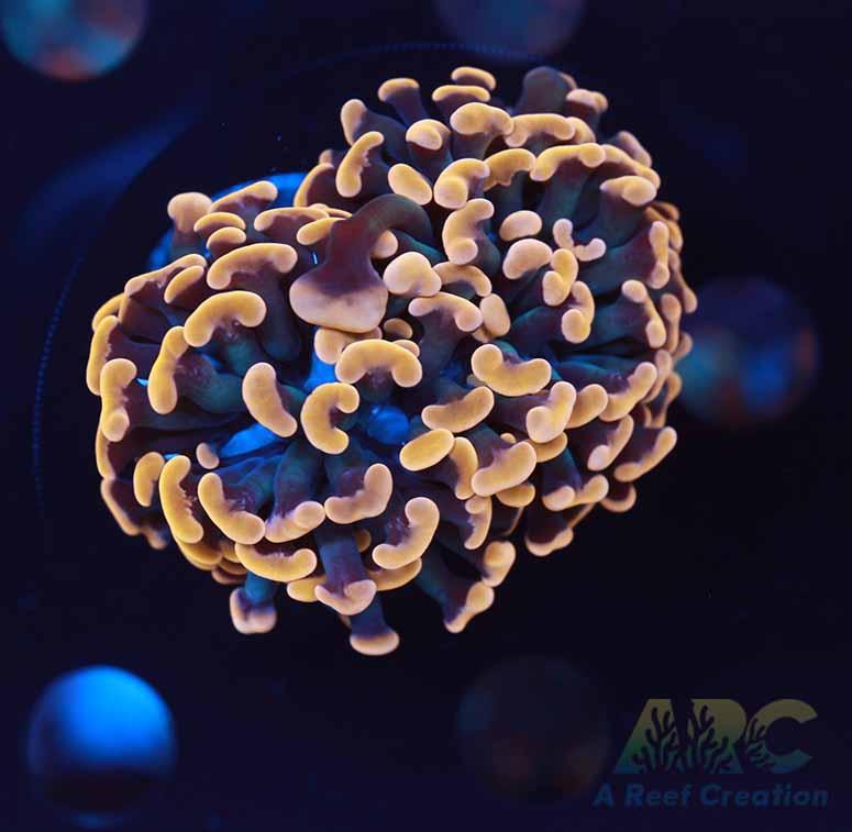 ARC Organge Cream Hammer 2 Heads