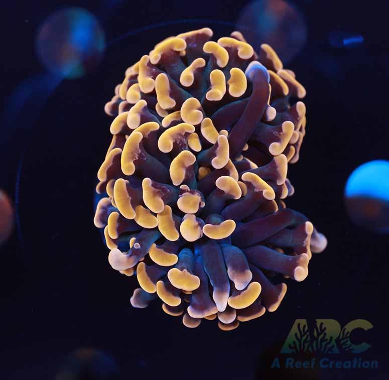 ARC Organge Cream Hammer 2 Heads