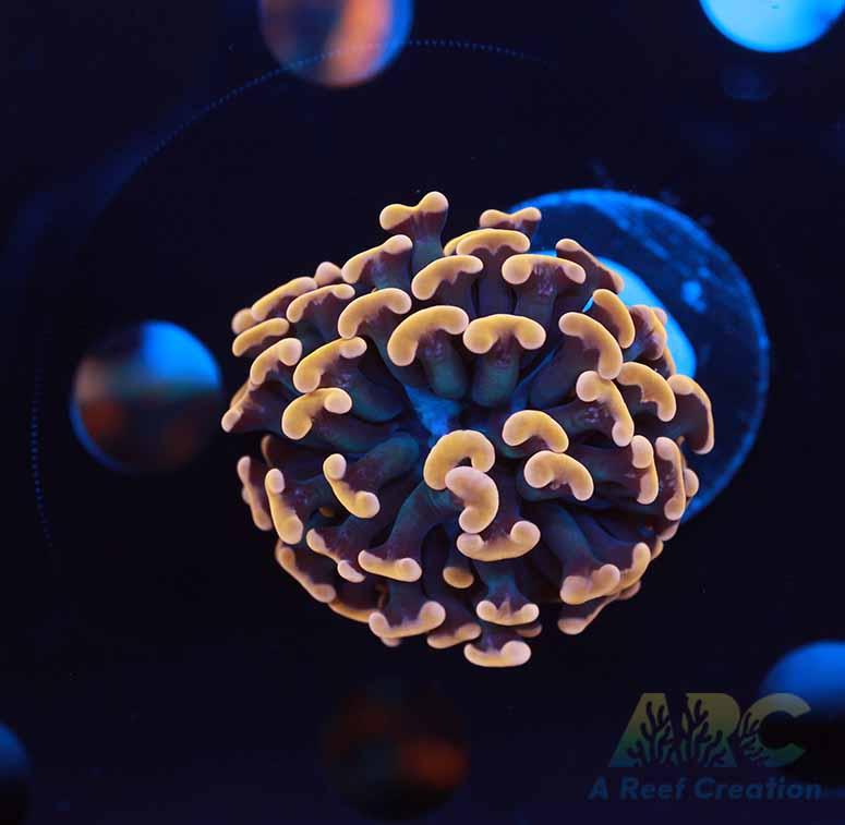 ARC Organge Cream Hammer Single Head