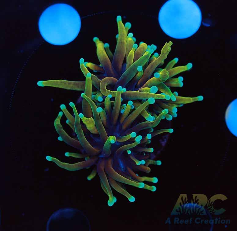 Dragon Tamer Torch Splitting Head