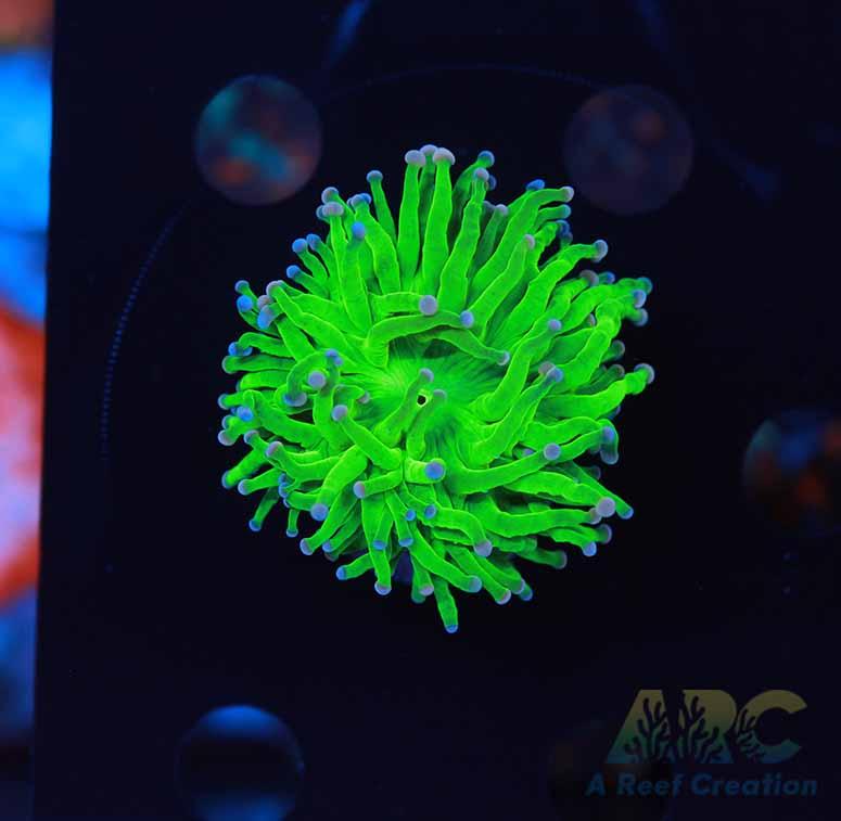 Brighter than Todd's Torch