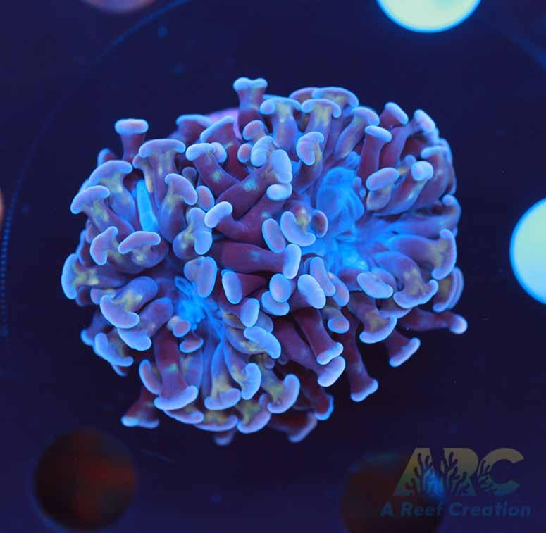 ARC Purple Hammer 2 Head