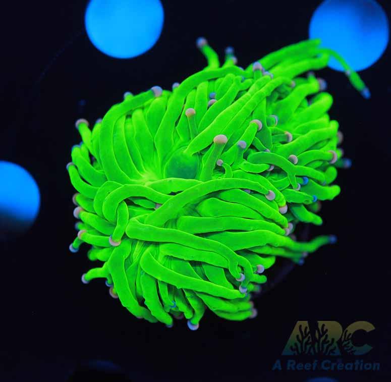 Brighter than Todd's Torch