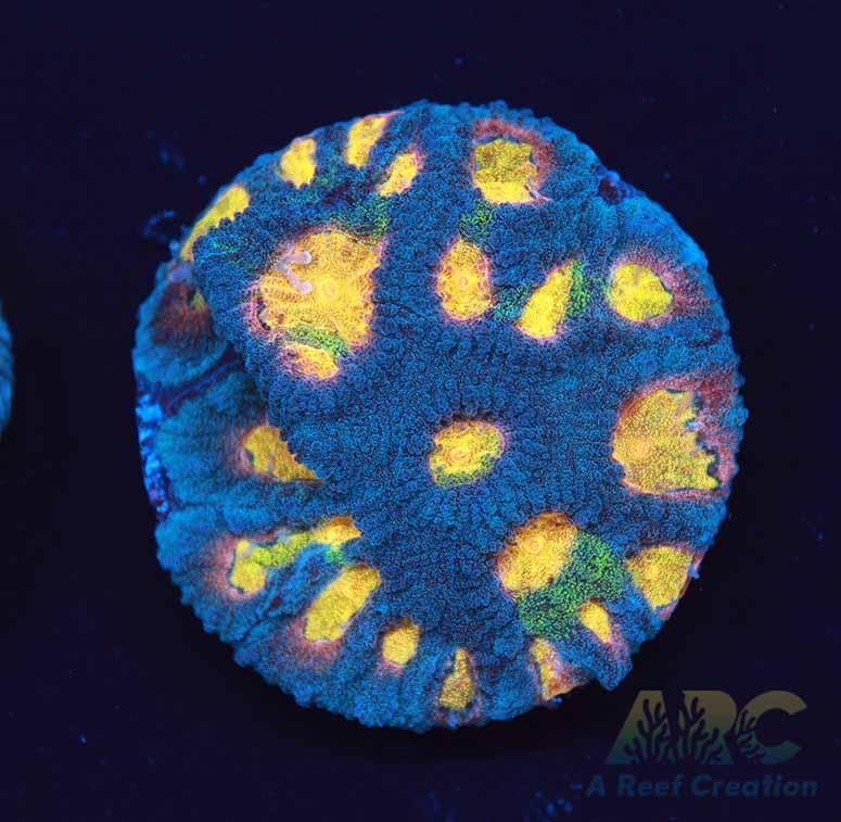 Mia's Pot of Gold Favia