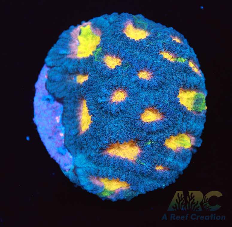 Mia's Pot of Gold Favia