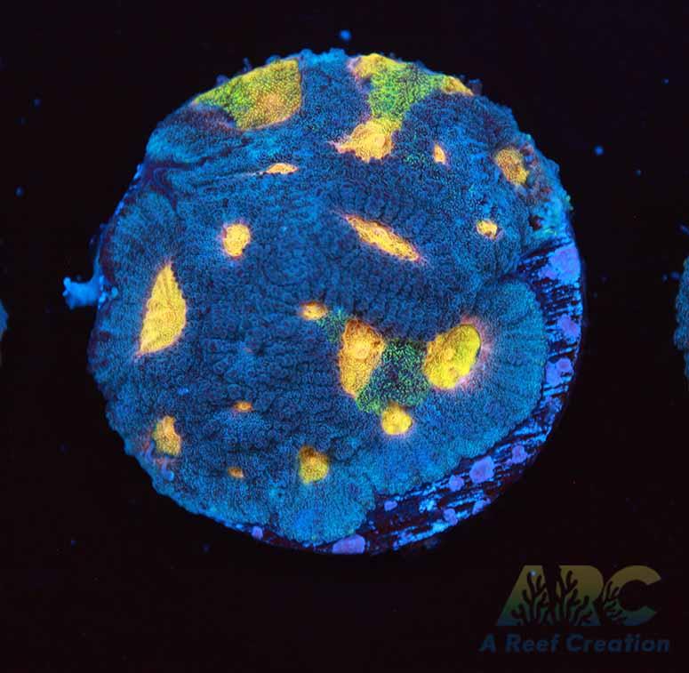 Mia's Pot of Gold Favia