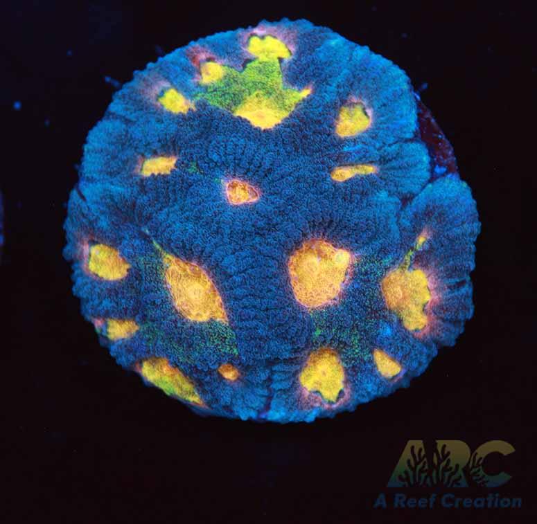 Mia's Pot of Gold Favia