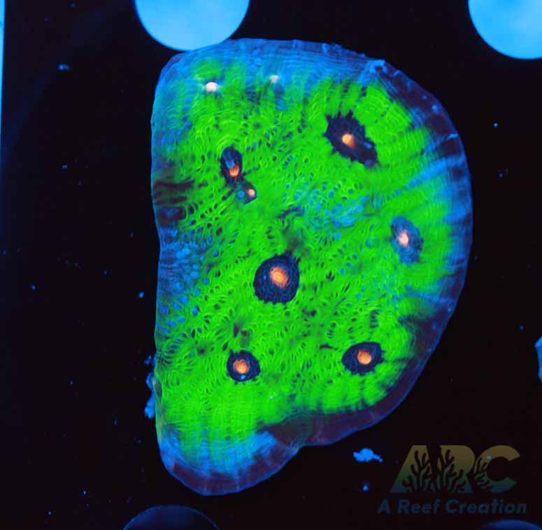 Avatar Chalice 2.5in Frag