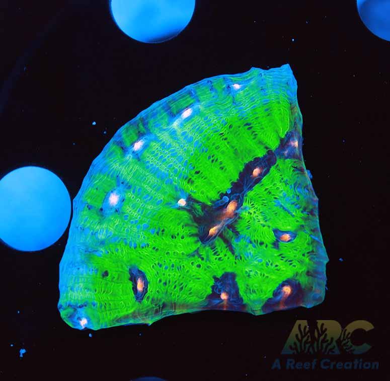 Avatar Chalice 2.5in Frag