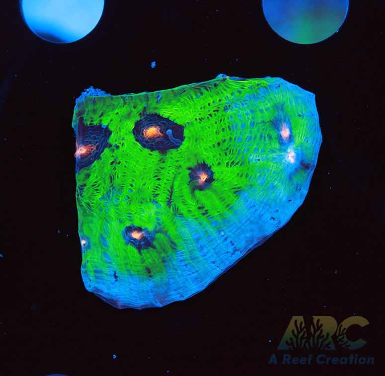 Avatar Chalice 2.5in Frag