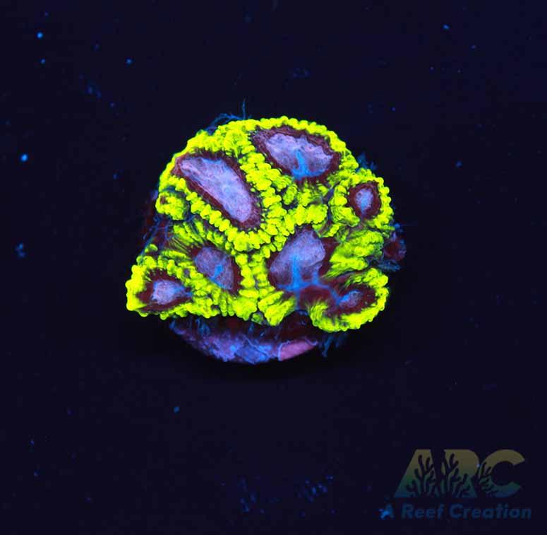 WWC Space Monkey Favia