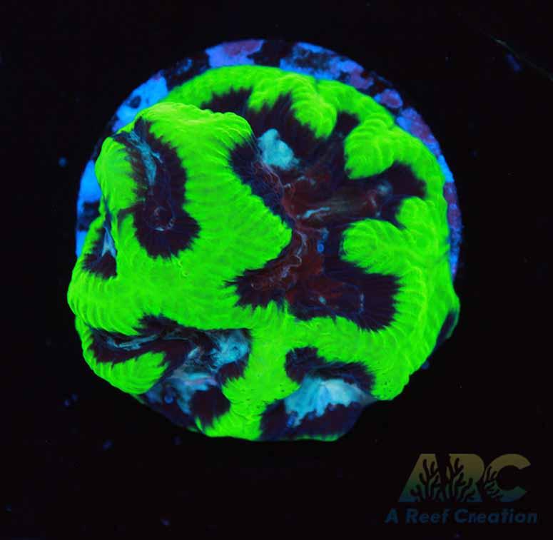 ARC Neon Platy