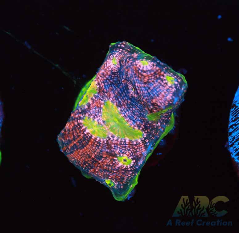 ARC Rainbow Rim Chalice