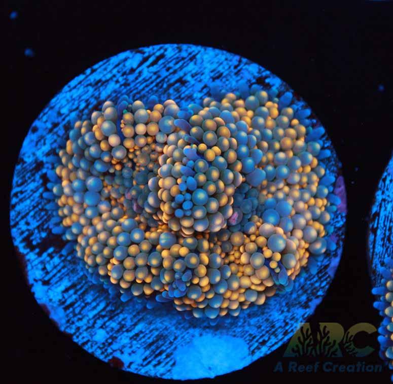 Orange Ricordea Mushroom