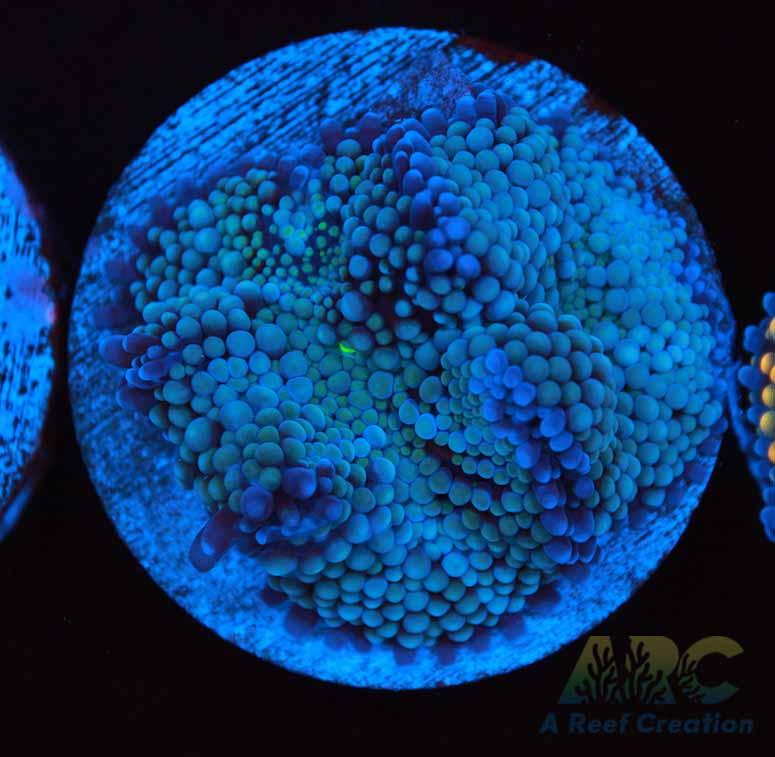 Teal Ricordea Mushroom