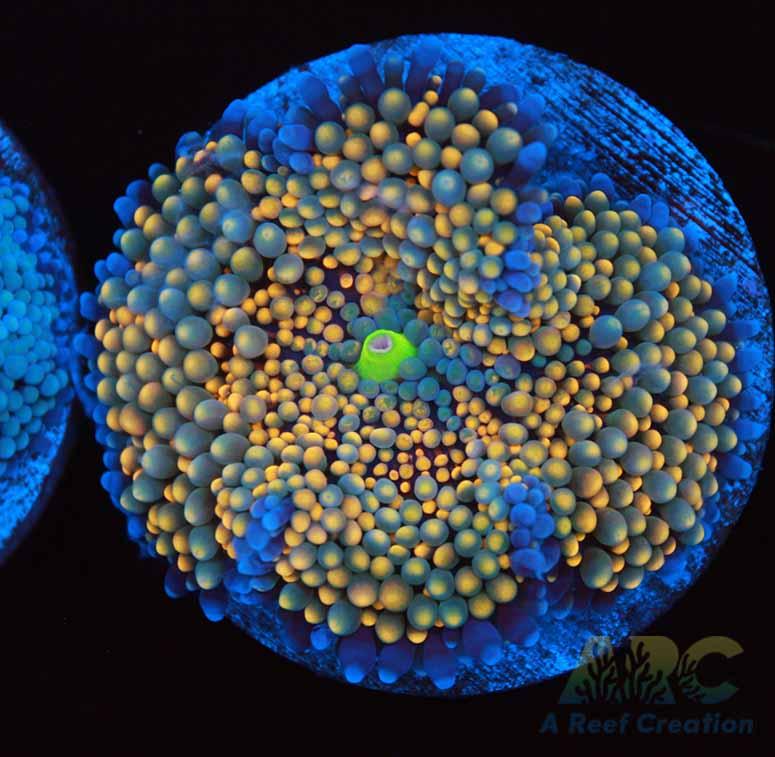 Bright Orange Ricordea Mushroom