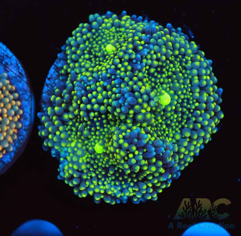 Lemon Lime Ricodea Mushroom