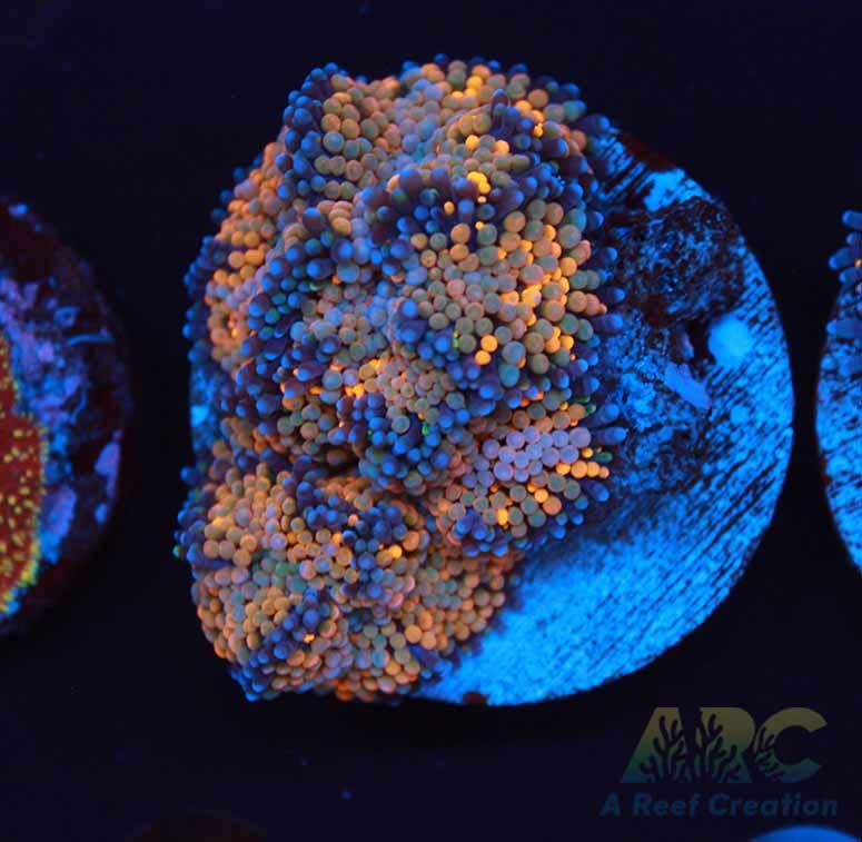 Orange Ricordea Cluster